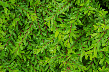 Fototapeta premium Green leaves with dew beackground, top view