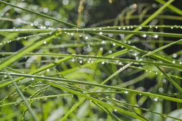 Green summer grass background with rain drops.