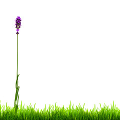 Summer Lavender Flower and Green Grass Isolated on a White Backg