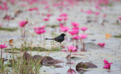 swallow