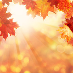 Naklejka na ściany i meble Nature Background with Autumn Maple Leaves and Sun Light
