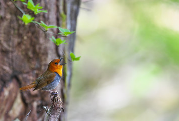 コマドリ(Japanese robin)