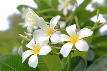 Obraz na płótnie Canvas white flower in thailand