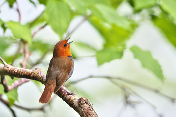 コマドリ(Japanese robin)