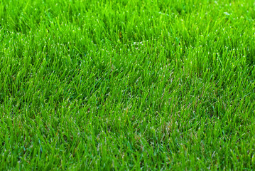 Green Grass Natural Background