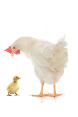  small chicken duck and hen