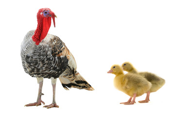 turkey and chicken goose