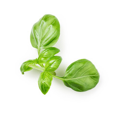 Fototapeta premium Basil leaves