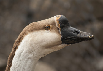 gęś © Henryk Olszewski