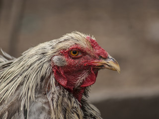 kura © Henryk Olszewski