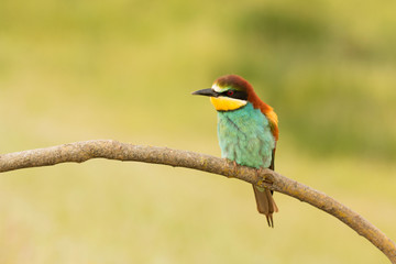 Small bird with a nice plumage