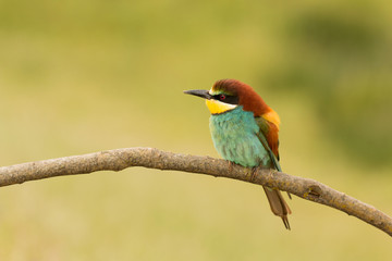 Small bird with a nice plumage