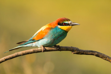 Small bird with a nice plumage