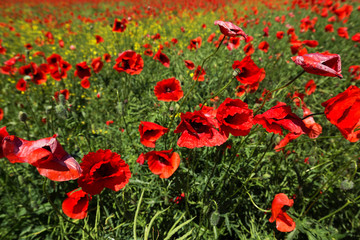 Meadow with poppy flowers, Polish landscape