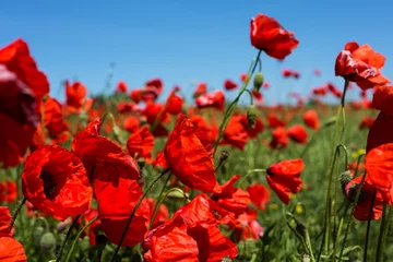 Photo sur Plexiglas Coquelicots Meadow with poppy flowers, Polish landscape