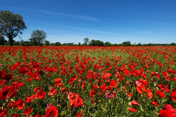 Photo sur Plexiglas Coquelicots Meadow with poppy flowers, Polish landscape