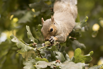 Squirrel gathering acorns