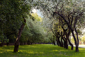 Fototapeta premium Сад цветущих яблонь