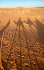 Camel shadows on the sand like Salvador Dali paintings