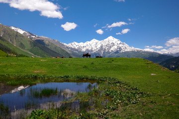 Horses and cows grazing in a meadow in Georgia