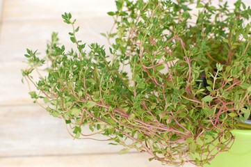 Fresh green herb thyme in green flowerpot on white background
