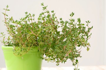 Fresh green herb thyme in green flowerpot on white background