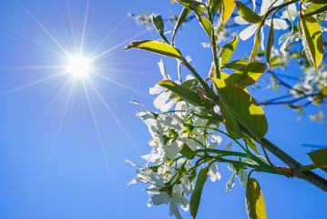 Amelanchier canadensis(june-berry) flowers , Sun and blue sky