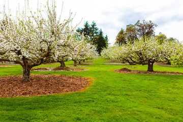 Blooming apple trees at spring
