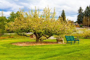 Blooming apple trees at spring