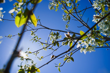 Amelanchier canadensis(june-berry) flowers , Sun and blue sky
