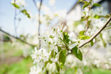 Amelanchier canadensis(june-berry) flowers