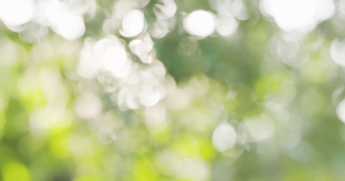 natural summer bokeh blur background with green leaves