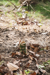 Died little tree in arid seasons, with dried ground environment, vertical composition
