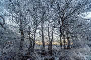 Branches covered with frost in the sunrise