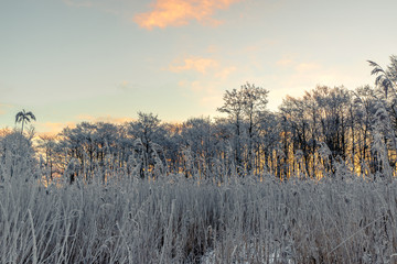 Grass on a cold morning