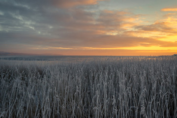 Grass with frost near the sea