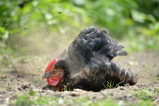 Hen dust bath