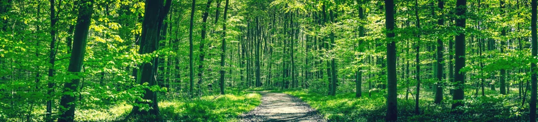 Fototapeten Waldweg in einem grünen Buchenwald © Polarpx