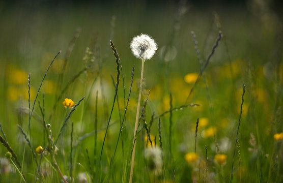 Meadow © Peter Cripps