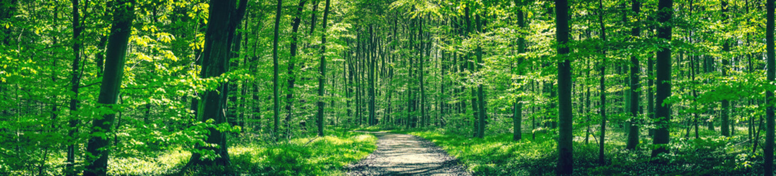 Forest trail in a green beech forest