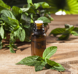 Mint Essential Oil