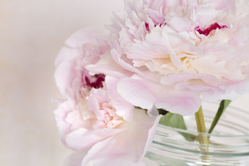 Pink flowers isolated against pale pink
