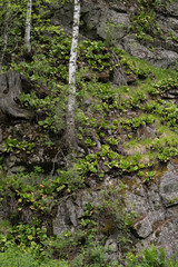 Fototapeta premium Rocks and grass background