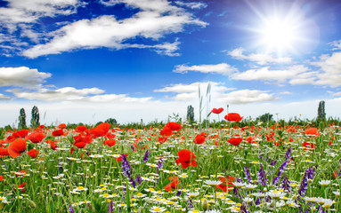 Naklejka premium Summer happiness: meadow with red poppies :)