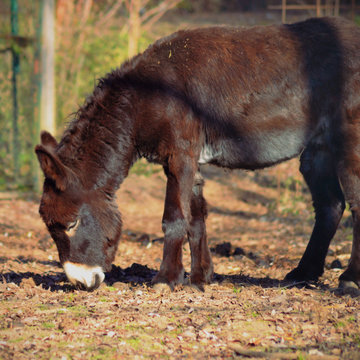 Brown donkey in the countryside