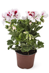 White garden English geranium with buds in flowerpot isolated on white background - 113319966