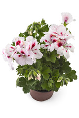 White garden English geranium with buds in flowerpot isolated on white background