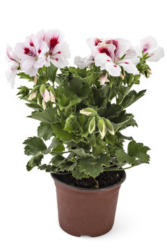 White garden English geranium with buds in flowerpot isolated on white background