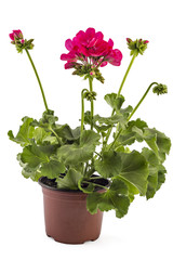 Pink garden Geranium Pelargonium with buds isolated on white background, garden geranium flowers in flowerpot