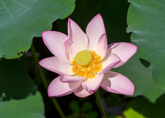 blooming lotus flower
